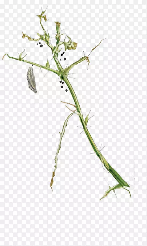 ��ݡ���֦������Ҷ����-Ҷ-������