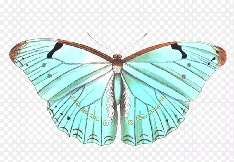 ��������������̬��ë����������-������