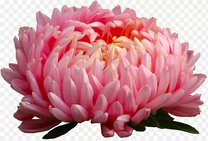 һ����ֲ�����Ӷ�����ֲ��-��-������