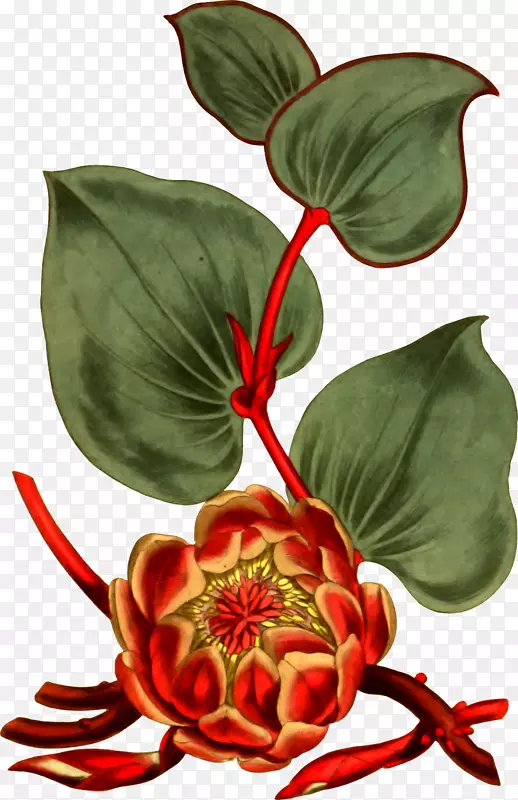 WindowsͼԪ�ļ�������-������