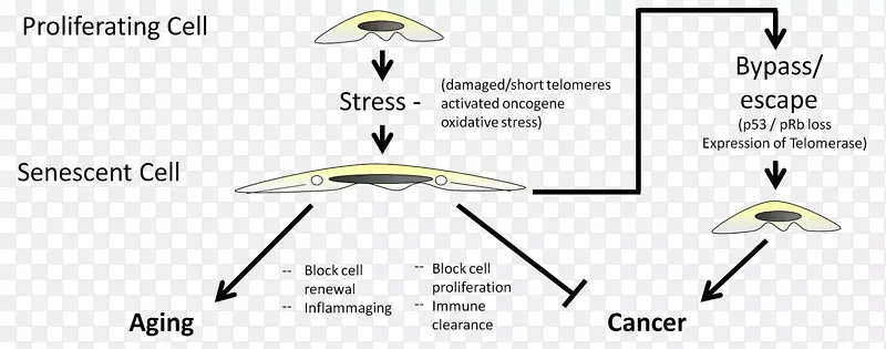 ֽ�����-������