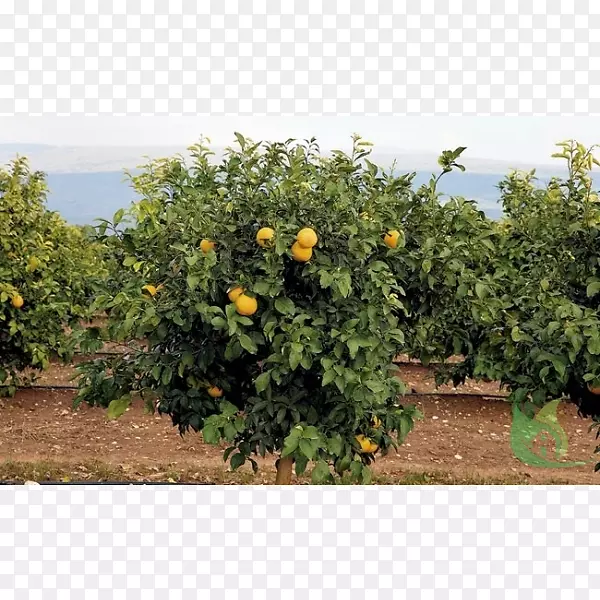 ��Լ����¬ˮ���������ѧ����-������