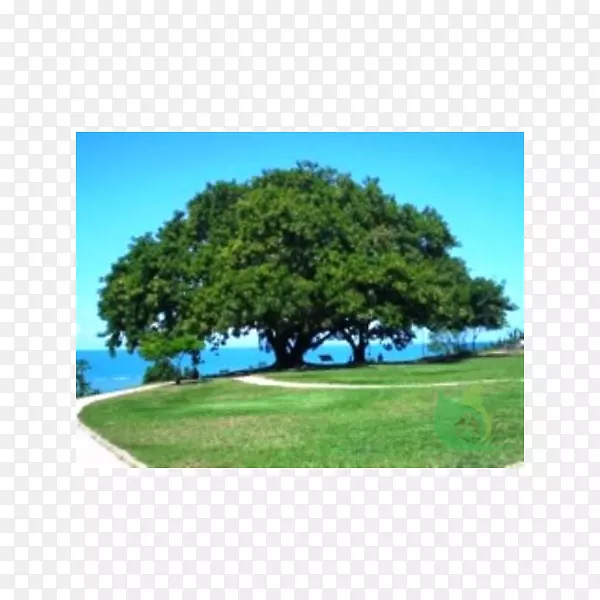 �����޼�������-������