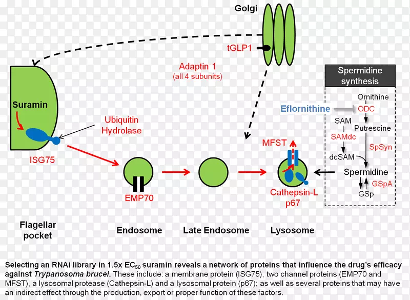 ֱ�ߵ���-������