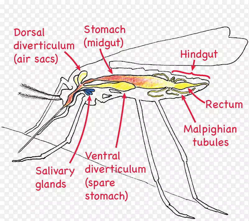 ���������-������