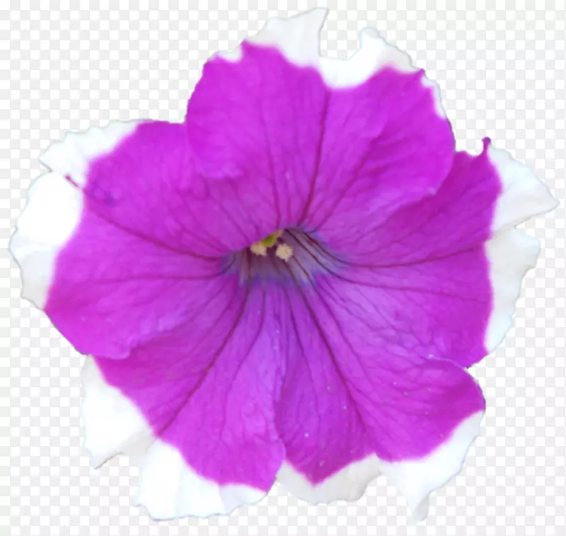 Belur��ѧdakshineswar sri sarada Devi��֯Ʒpansy dar?ana-belur��ѧ-������