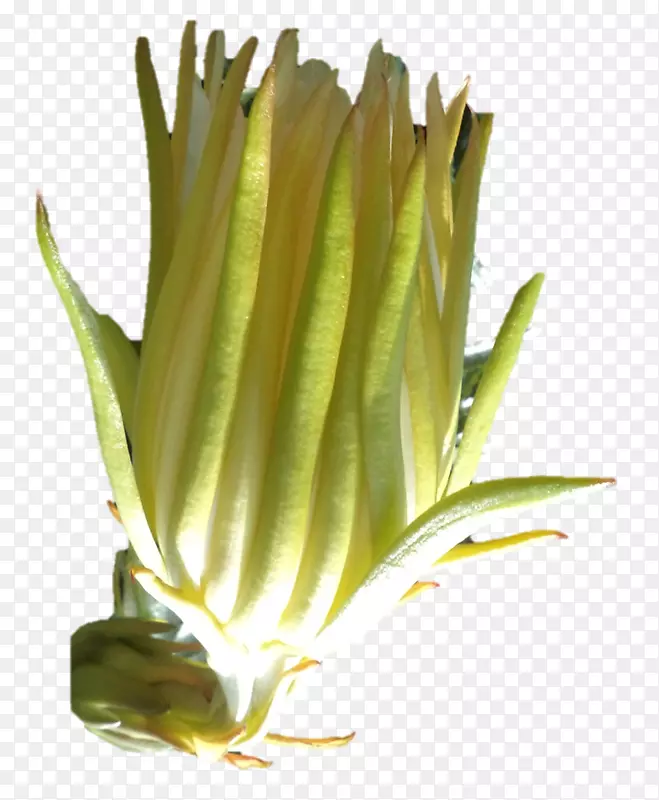 ֲ�ﾥ��Ʒ�²˿�-������