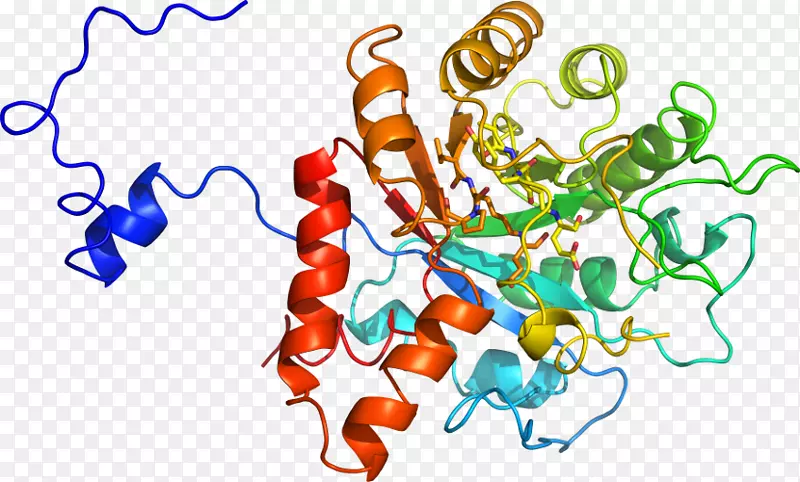 ������Ϊ�л����ߵ��������-������