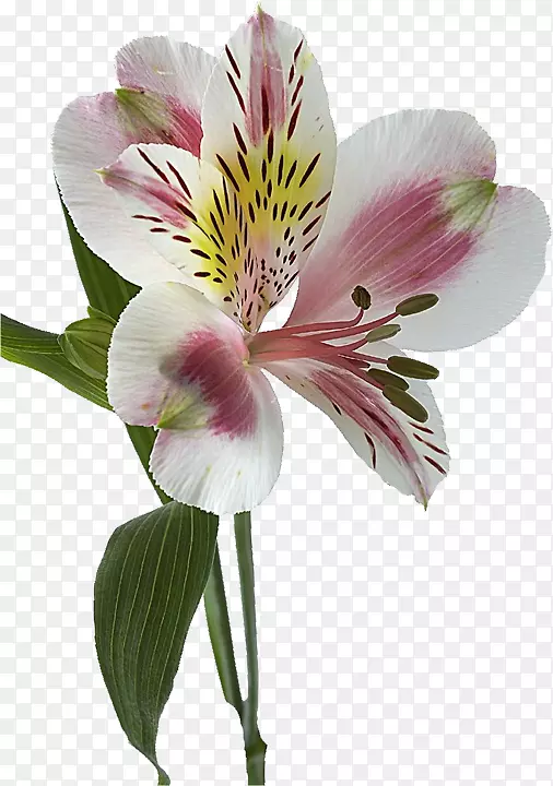 ӡ�ӻ��ٺϸ����İٺ�-������