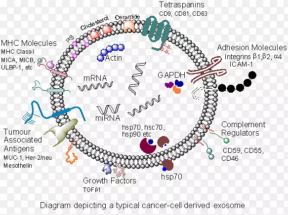 Ӣ��ת���������Ӧ�ǰ���ٰ��о�-��֢����ѧ-������