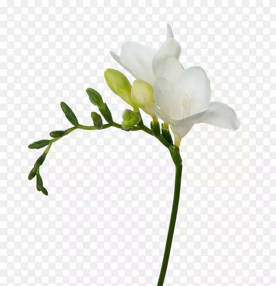 �л��׻�ֲ�ﾥ��-������