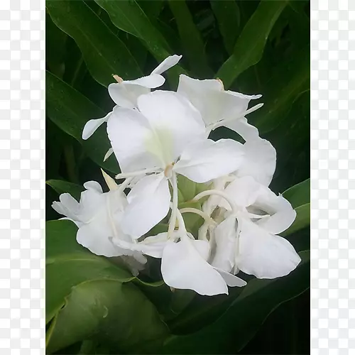 �����ݱ�ֲ��-��³�ٺ�-������