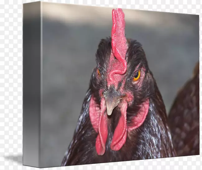 ��๼���Ϊʳ��-������˹-������