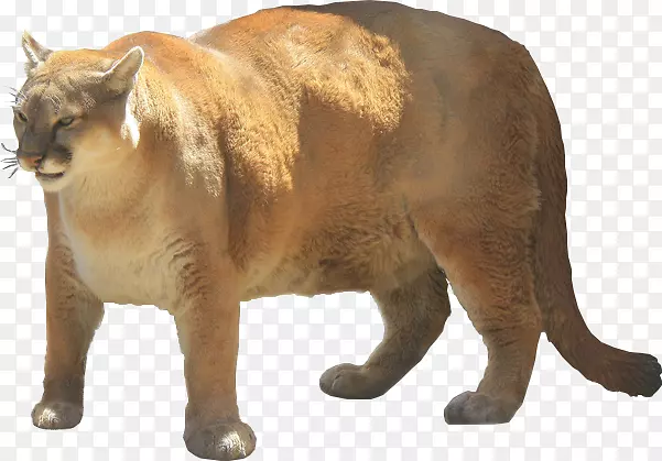 ����è�����׹�����è-������