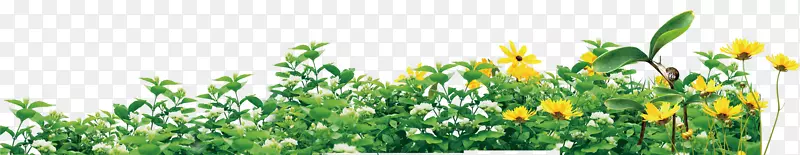 ֲ�ﻷ��ͼ��-�������µ���ɫֲ�ﻨ��-������