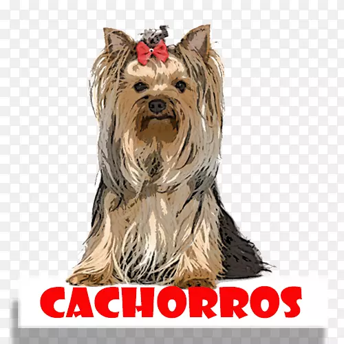 Լ�˿���Ȯ���Ĵ�����˿ë��Ȯ��������Ȯ��ͬ��Ȯ��С��Ʒ��-С��-������