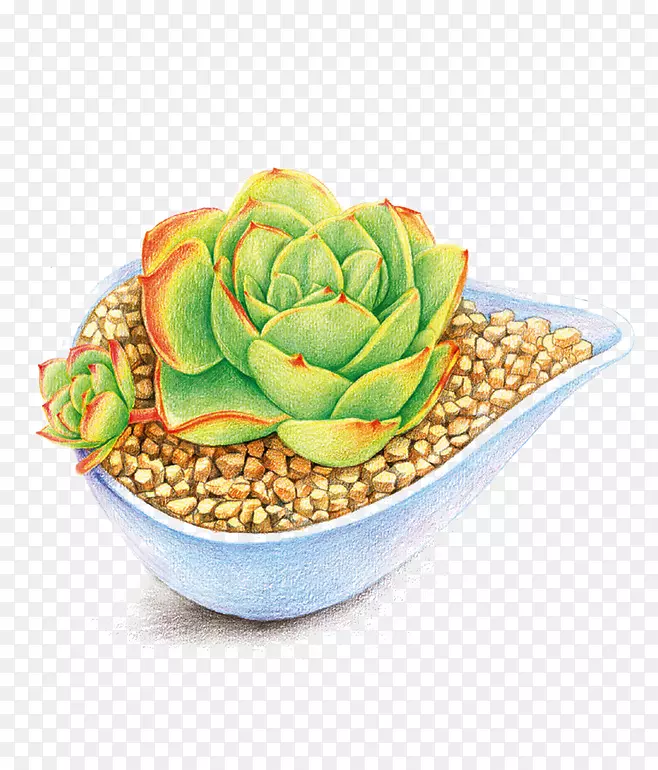 ��ͨ��ֲ֭�ﶯ����ͼ-����-������