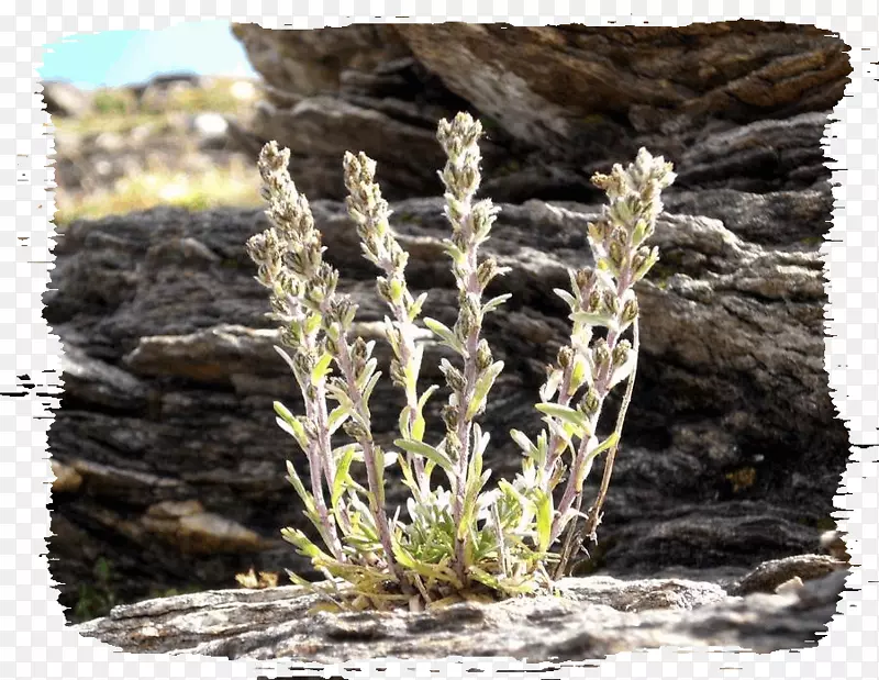 �������������ݴ�ͳ�����䷽-���Ѿ�-������