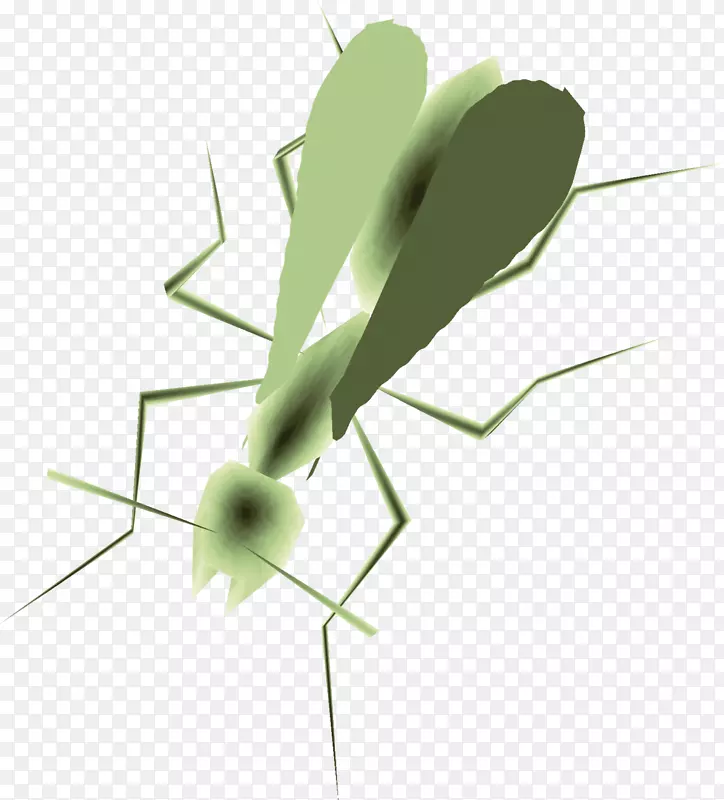 ��������ֲ�ﾥҶ����-������