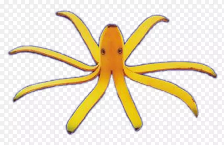 �㽶��������ˮ��-�㽶ͼ��-������