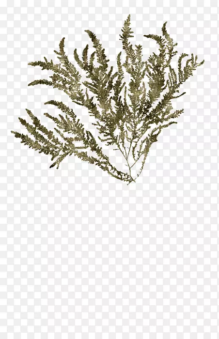 ������Ʒ�ƺ���ֲ��-������