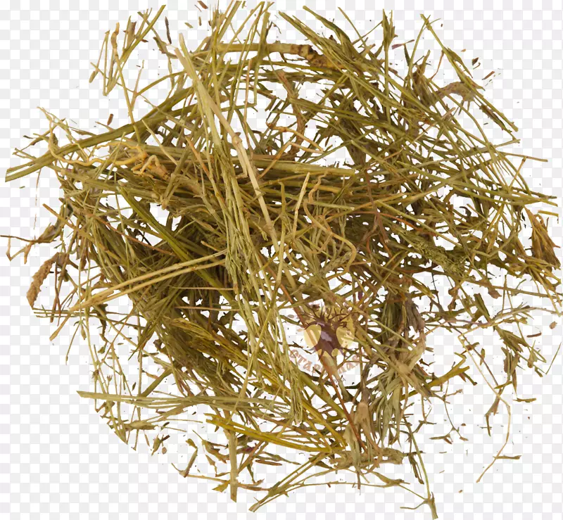 �������ݱ�ֲ����Ҷ��ǰ��ҩ��ֲ����Ƥ�ݱ�ֲ��-������