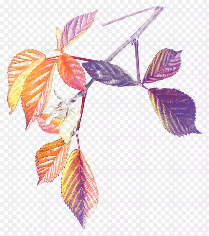 ����Ҷ����ֲ��-Ҷ-������