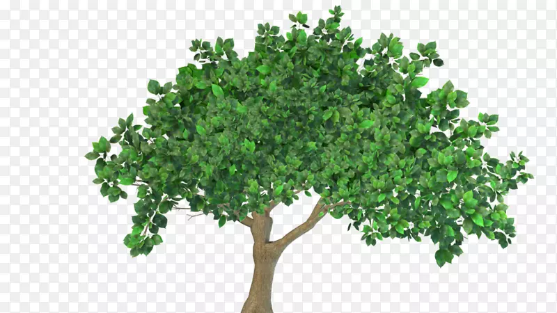 �����ֽ������-��-������