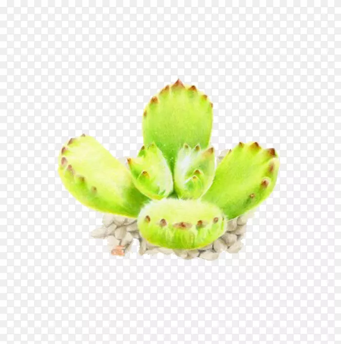 ˮ�ʻ���ֲ֭���ͼ-���к�-������