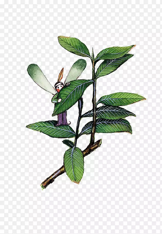 ˮ�ʻ���ɫ��ֲͨ��ˮ�ʻ�������-������