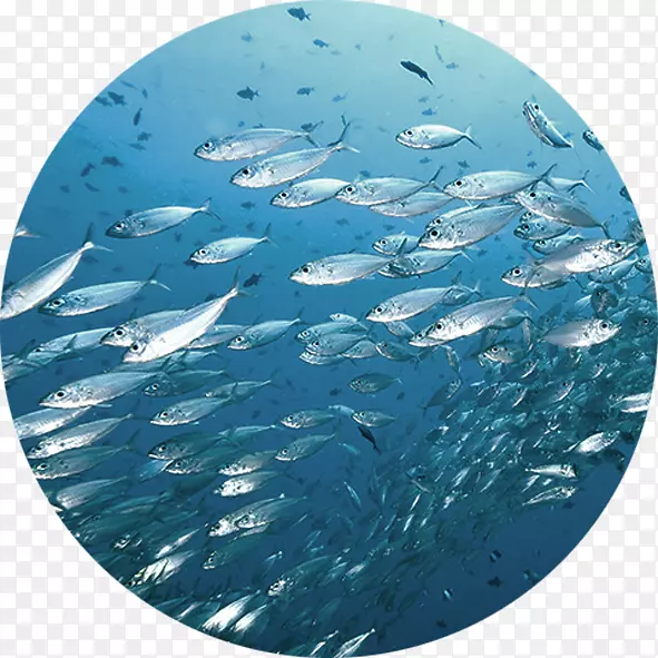 ��ں���ֽ-����-������