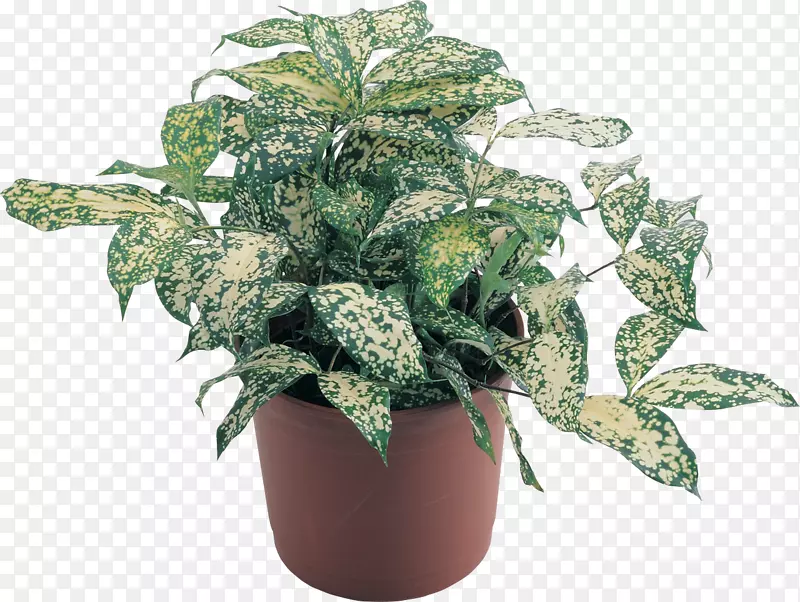 ���ڻ�����-������