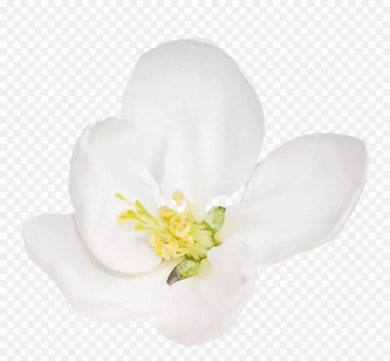 ���꿪��ֲ��-һ����-������