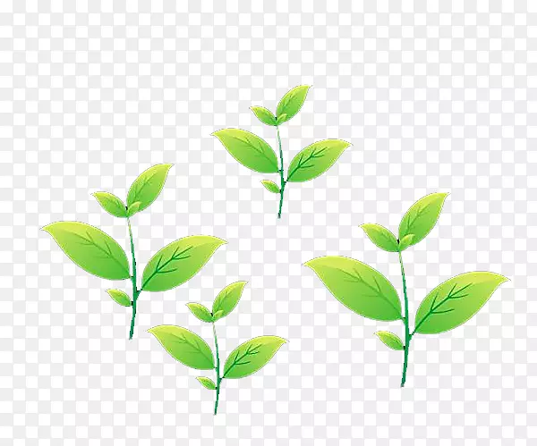 ��Ҷ����.��ͨ��Ҷ-������