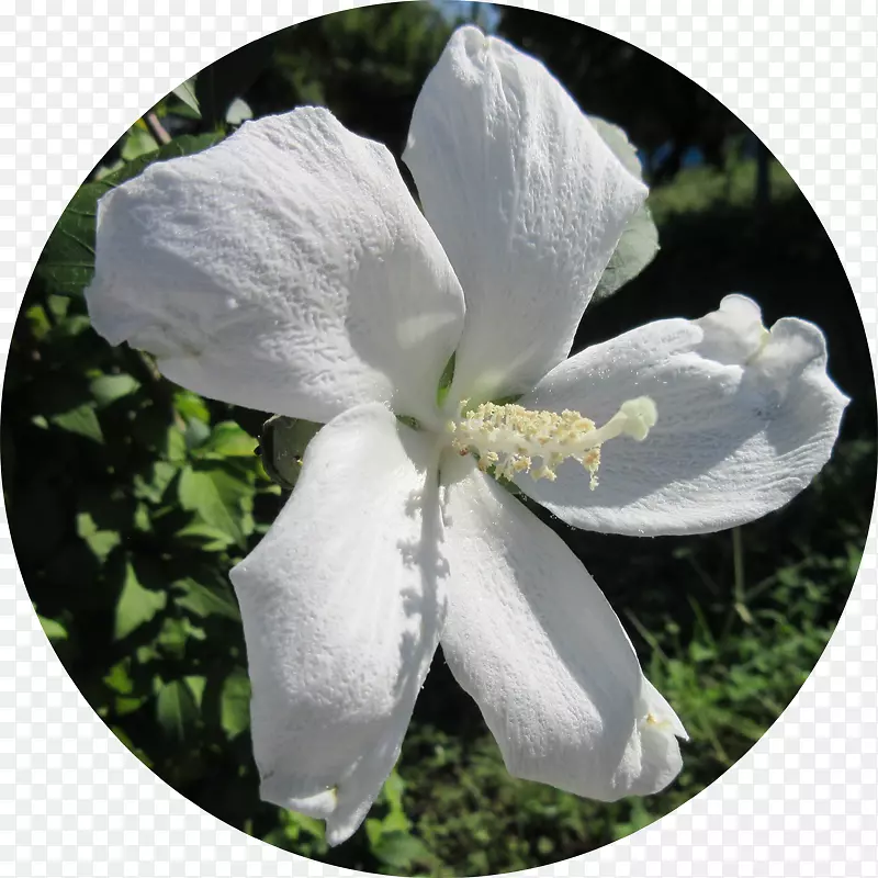 ����ֲ��Ұ��-ľ��-������