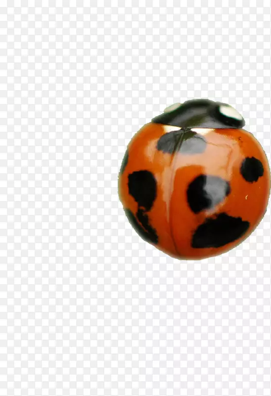 ư��-������