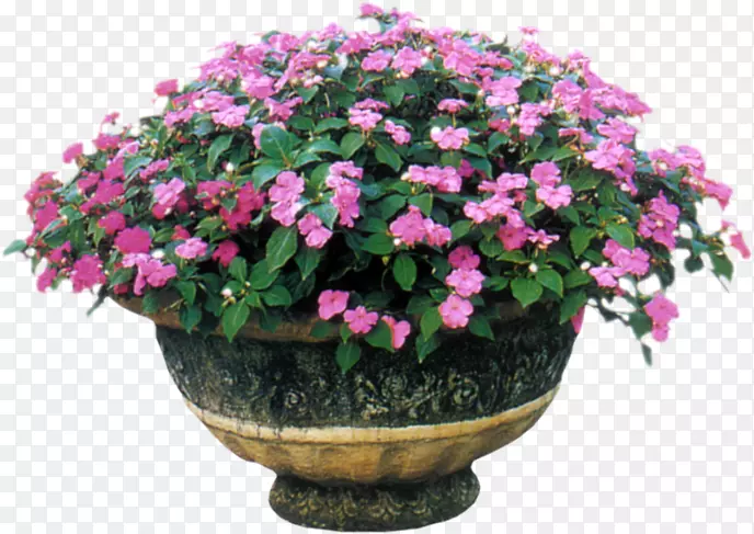 ���ɻ�һ����ֲ�￪��ֲ��.����Ͱ-������