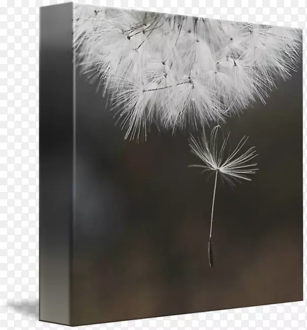 ��ë�ײ���-������