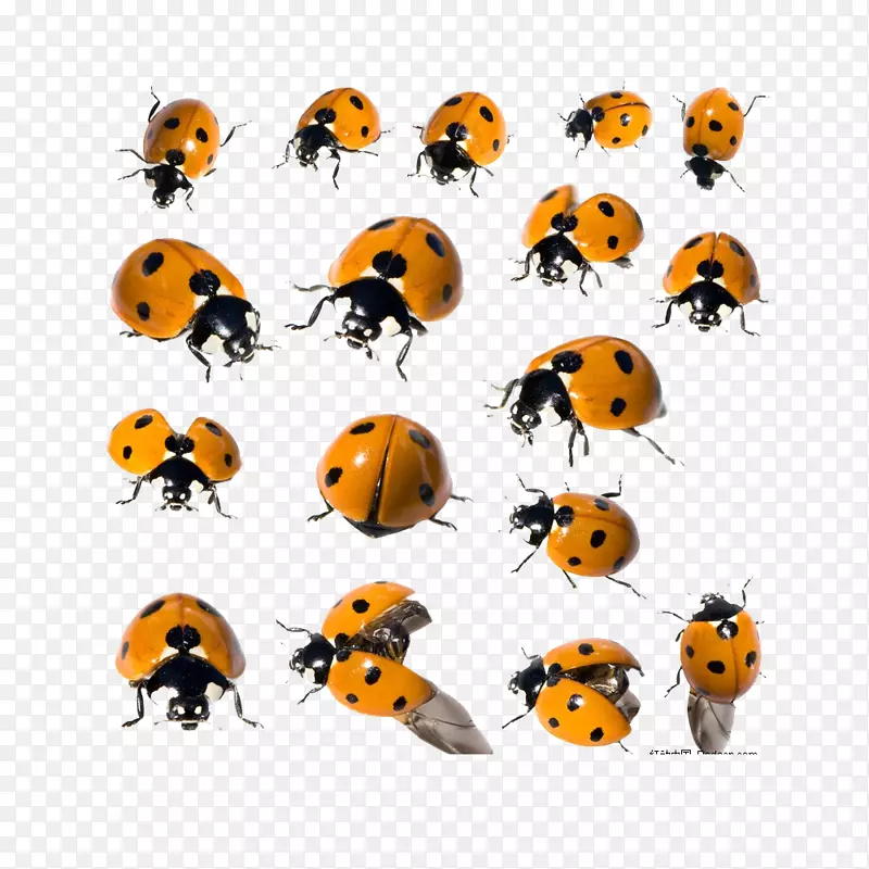 ���滢ʨ�����ư��-������