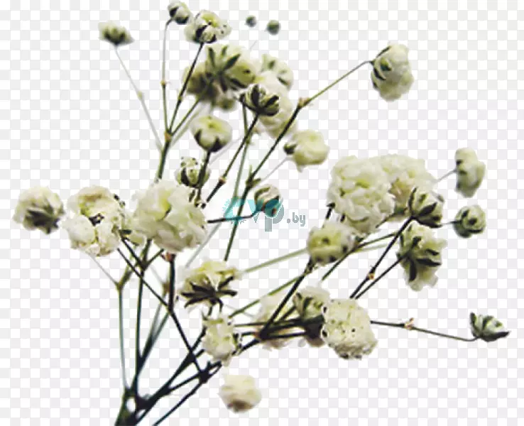 ��������л�Сֲ֦�ﾥ���-������