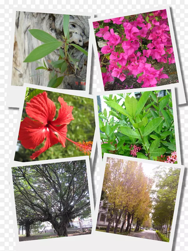 ������ľ��ľ����ֲ��-������