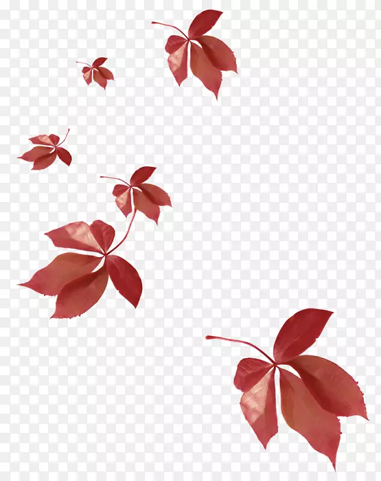 ����Ҷ����ֲ��-Ҷ-������