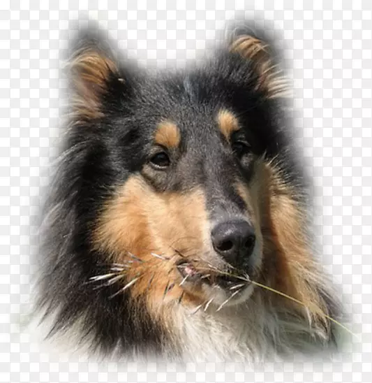 Ӣ������Ȯ���������ȮTervuren�ո�������Ȯ-������