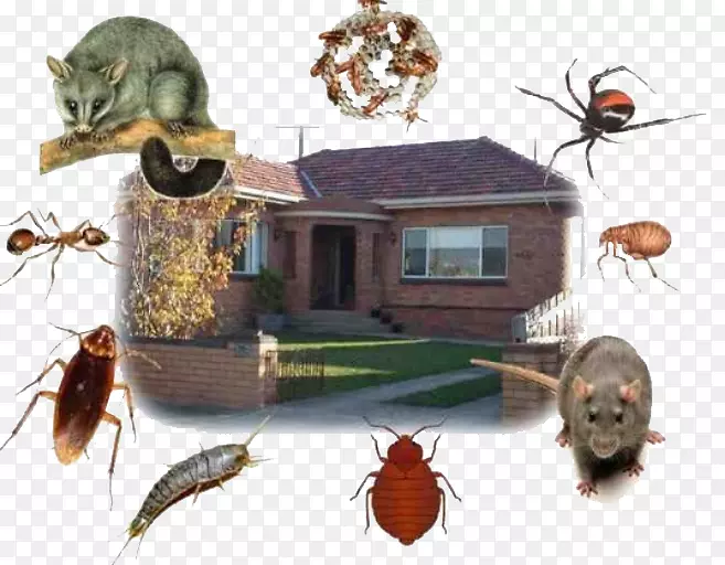 ɱ���������?la lama b cek ila lama-����-������