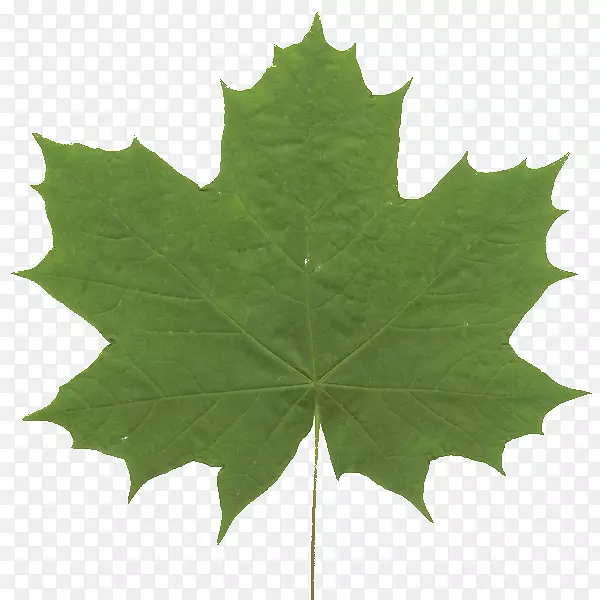 ��Ҷ������Ҷ�Գ�Ҷ-������