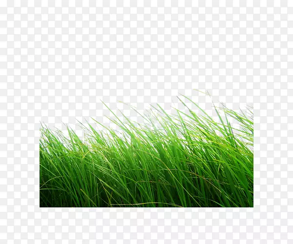 �����ȼ�������-�̲�-������