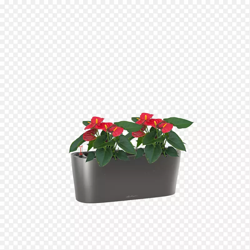 ��������ֲ�￪��ֲ��-������