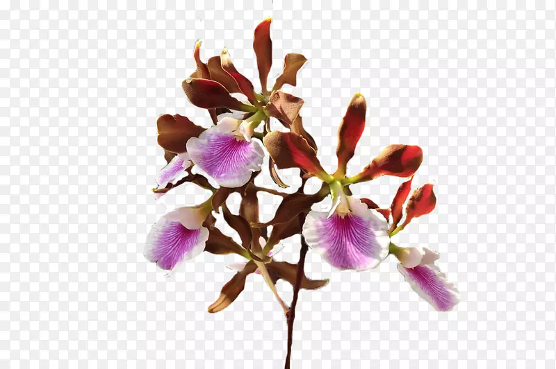 �л����꿪��ֲ��-������