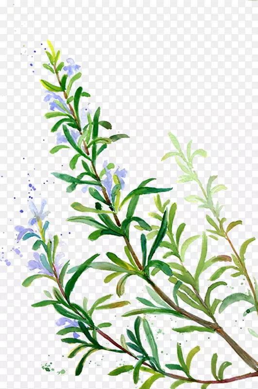 �Ե����㾫������ɫֲ���Ե���-������