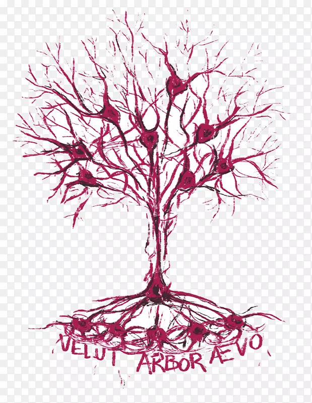 ��״����ֲ��������-������